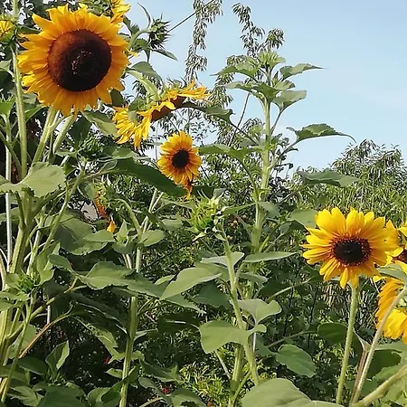 Cit Ni Frühstückspension