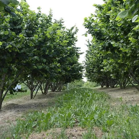 Frühstückspension Cit Ni 3*