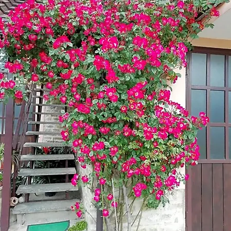 Cit Ni Bed & Breakfast Bosia