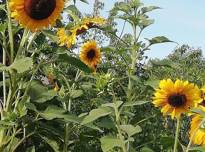 Cit Ni Frühstückspension