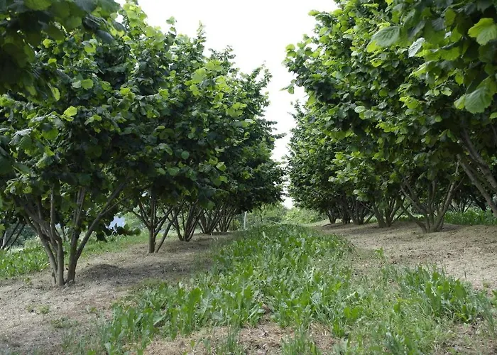 Frühstückspension Cit Ni 3*