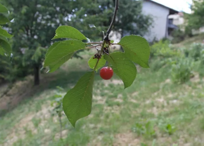 Cit Ni Frühstückspension Bosia