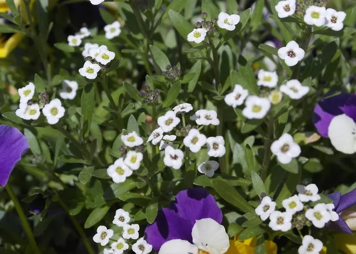 Cit Ni Frühstückspension 3*