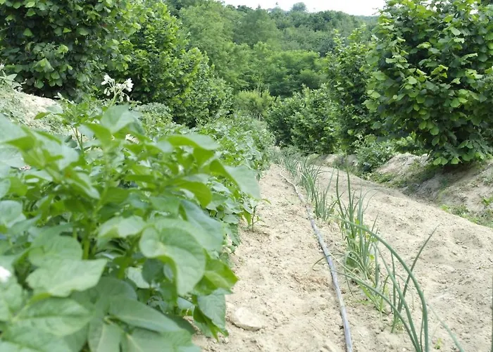 Frühstückspension Cit Ni